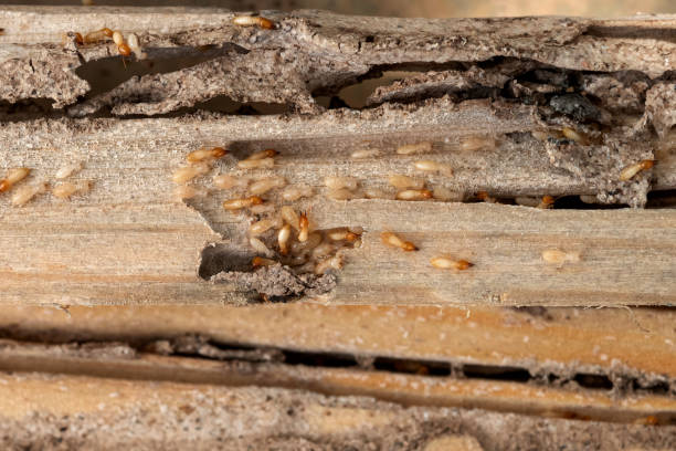 Best Flea Control Services  in Clifton Springs, NY