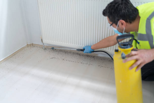 Wasp Removal Services in Clifton Springs, NY